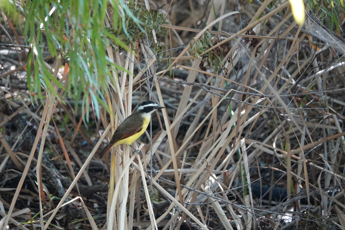Большой бентеви, кискади - ML644722287