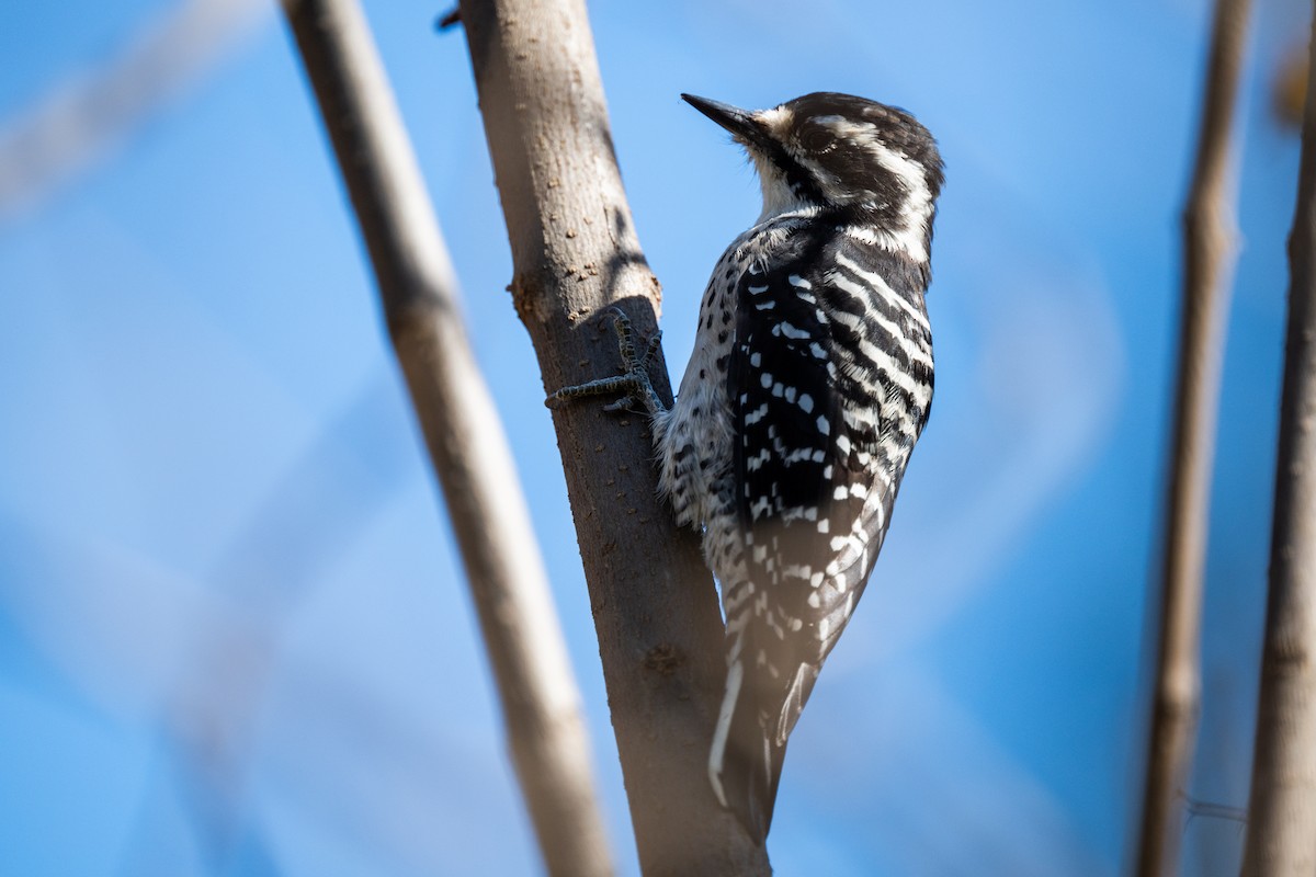 Калифорнийский дятел - ML644722288