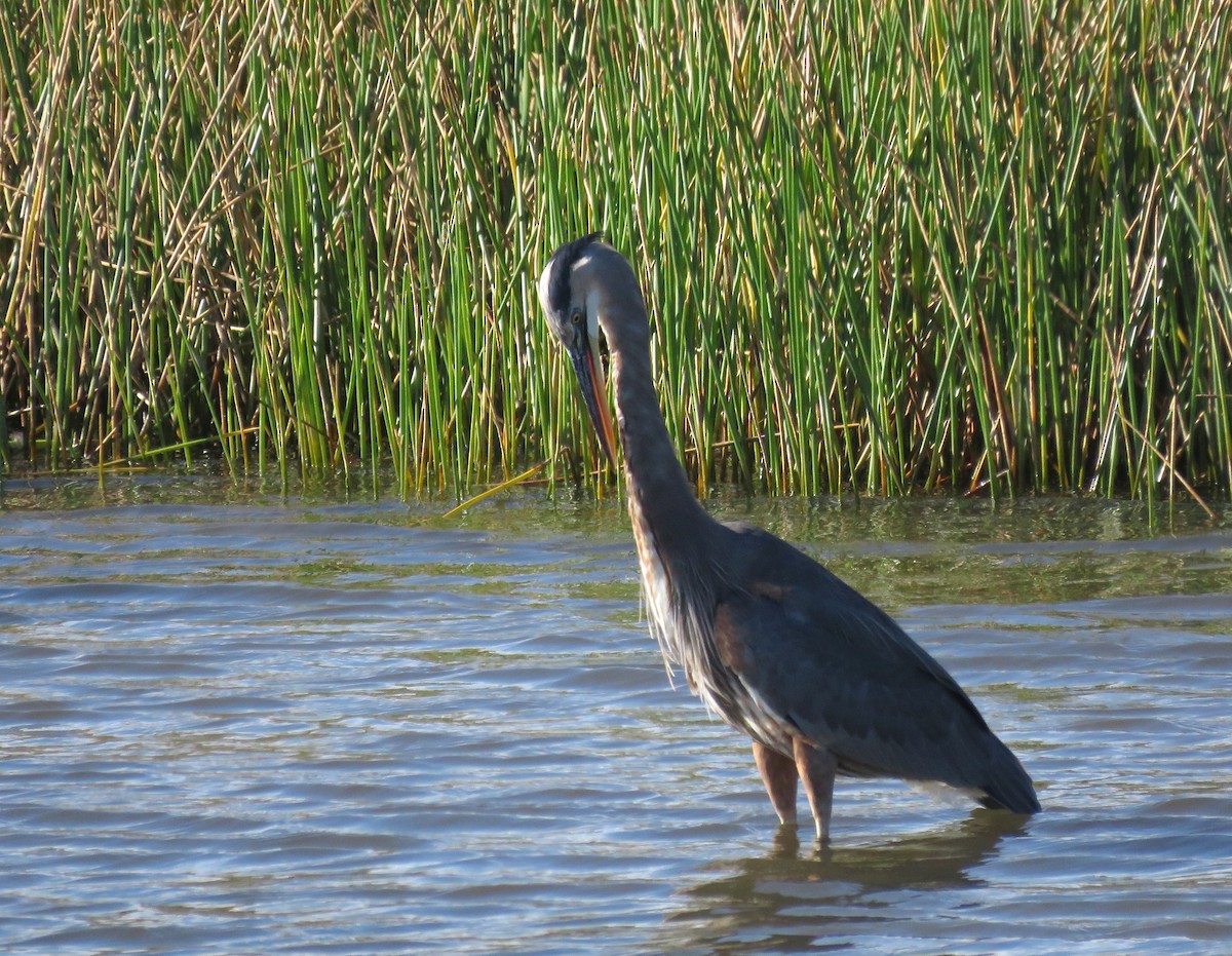Большая голубая цапля - ML644722289