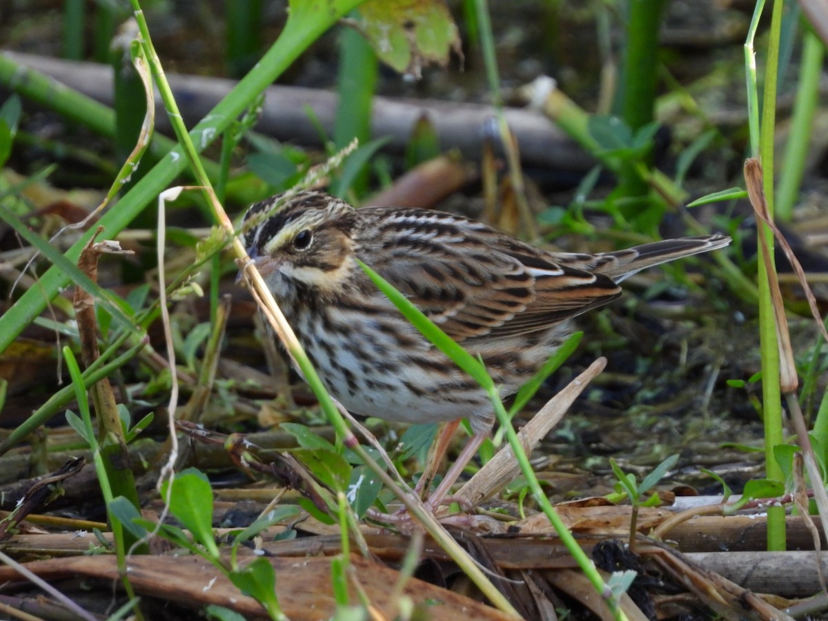 Саванная овсянка - ML644722292