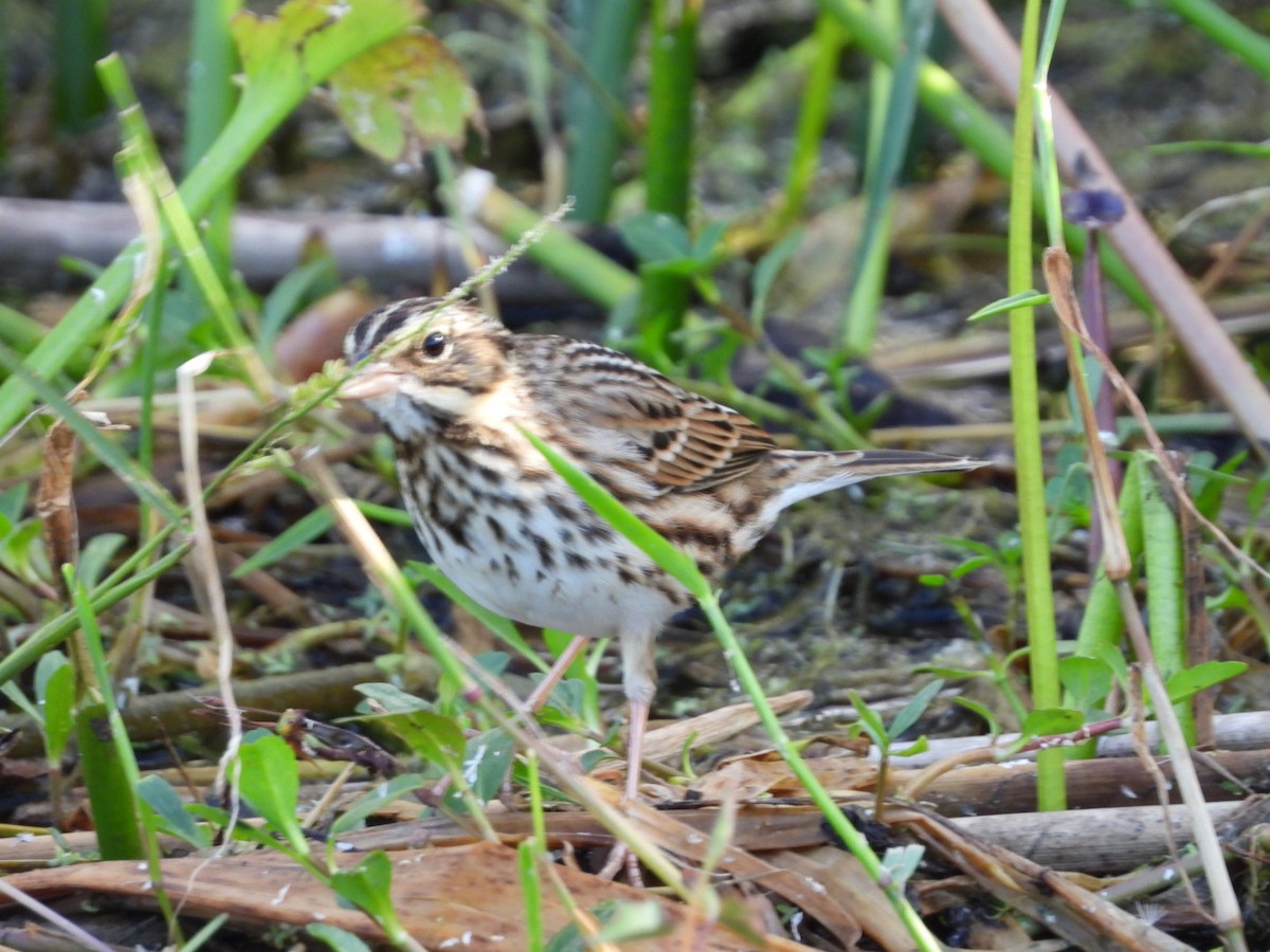 Саванная овсянка - ML644722293