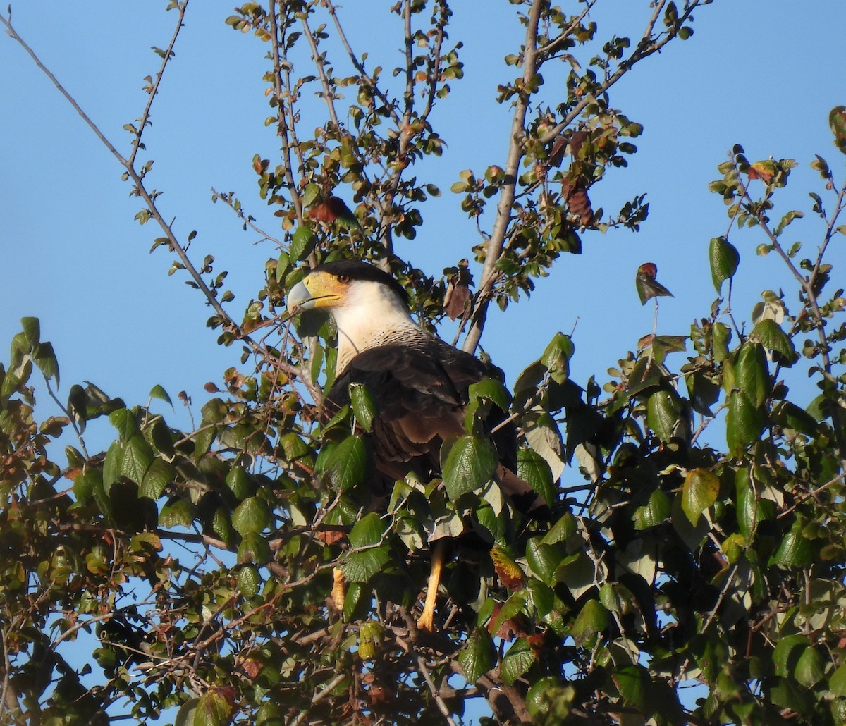 Tepeli Karakara - ML644722296