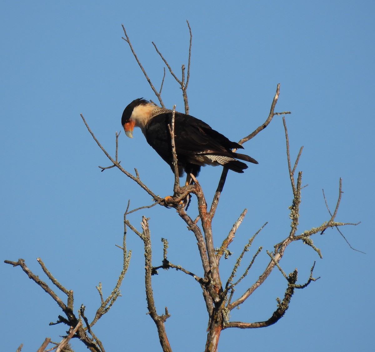 Tepeli Karakara - ML644722297