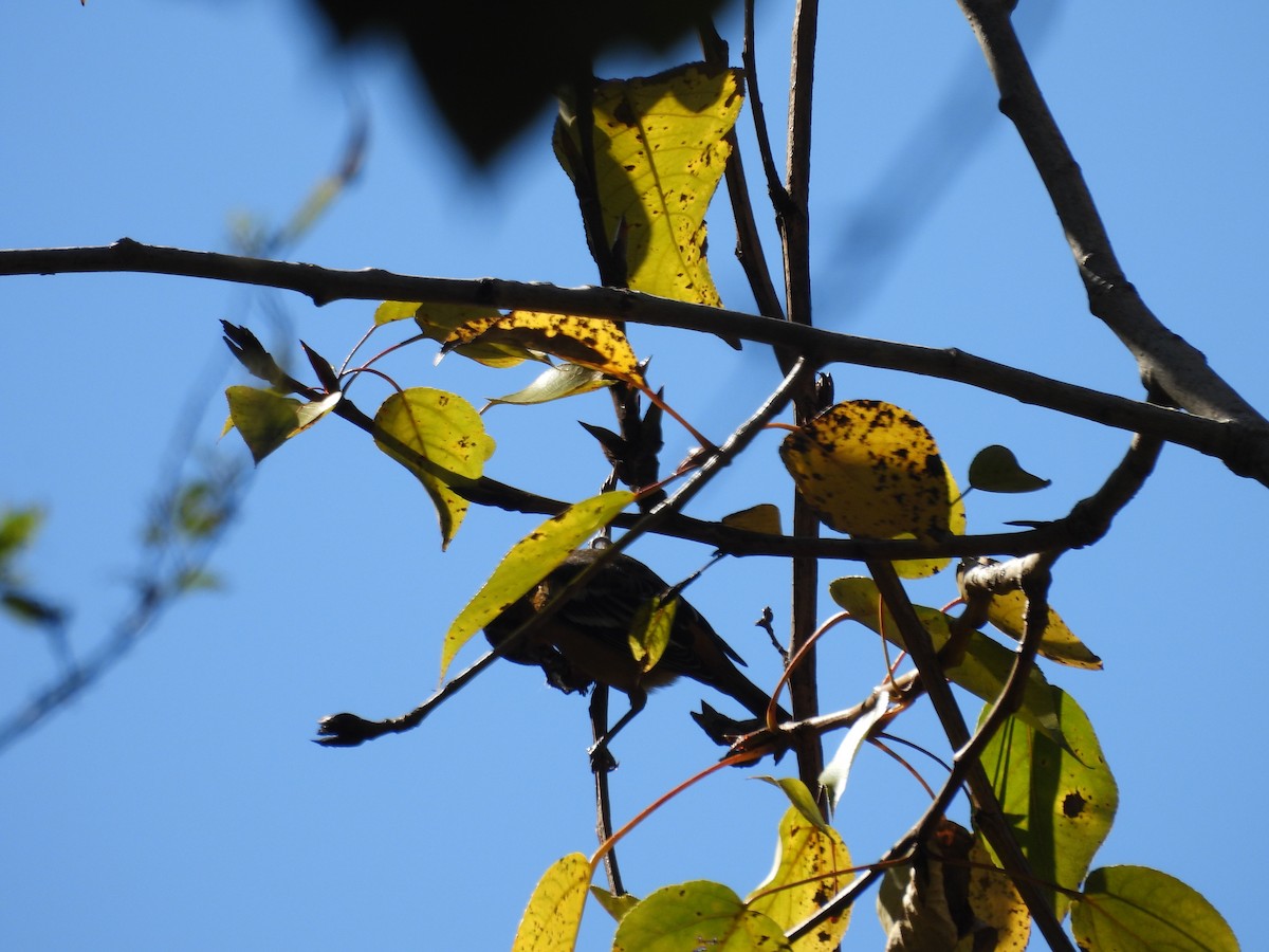 Baltimore Oriole - ML644722300