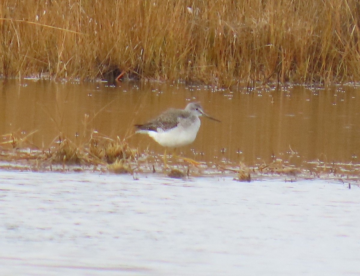 Коловодник строкатий - ML644722303