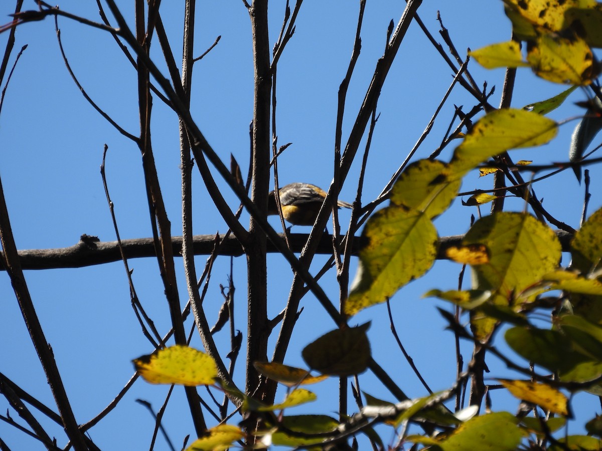 Baltimore Oriole - ML644722304