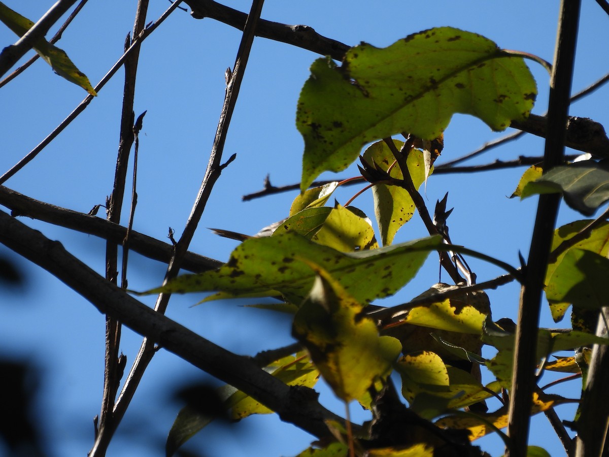 Baltimore Oriole - ML644722305