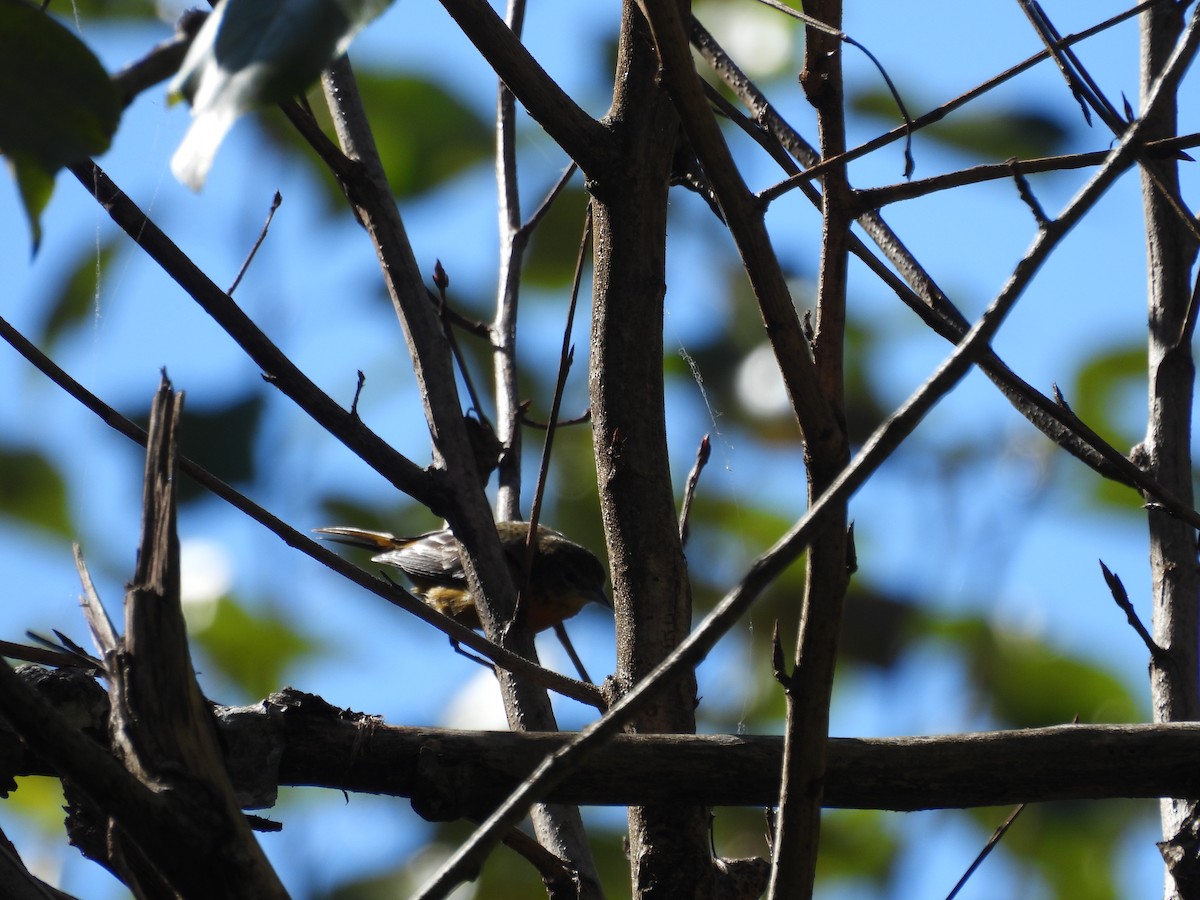 Baltimore Oriole - ML644722306