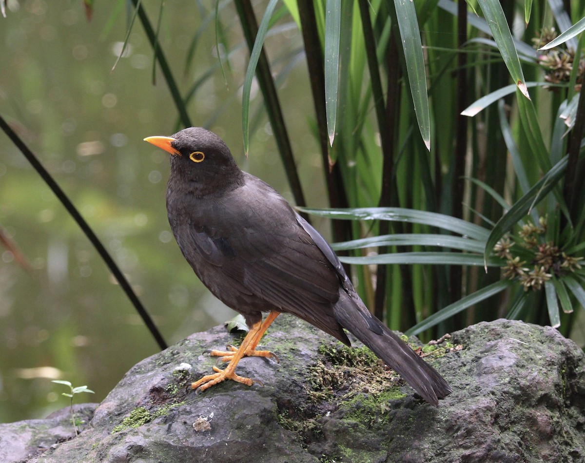 Great Thrush - ML644722315