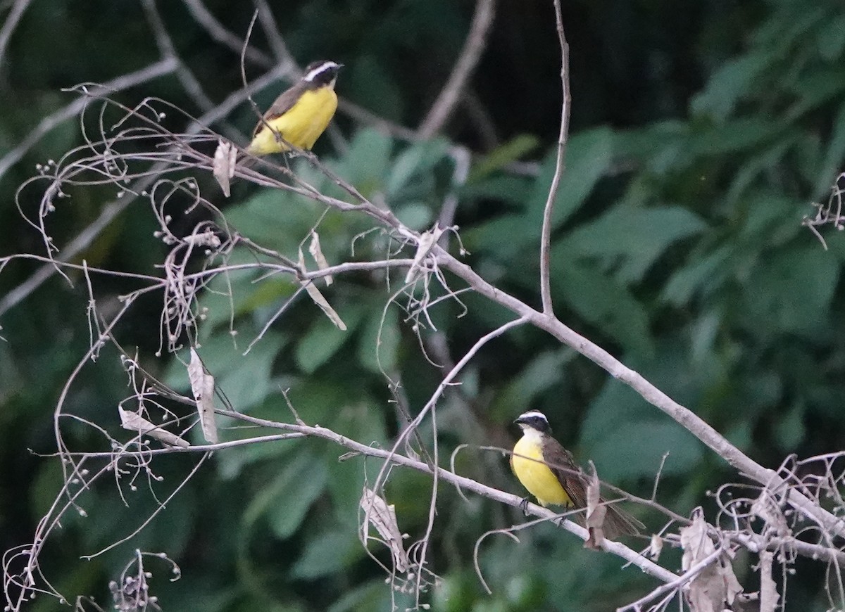 Rusty-margined Flycatcher - ML644722316