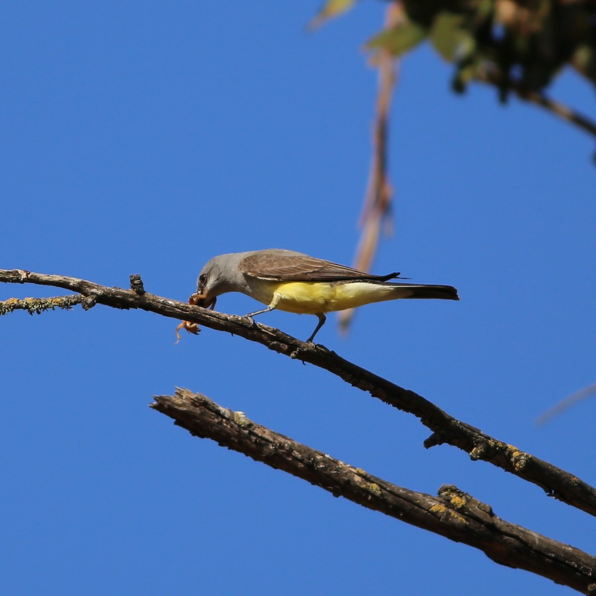 Western Kingbird - ML644722318