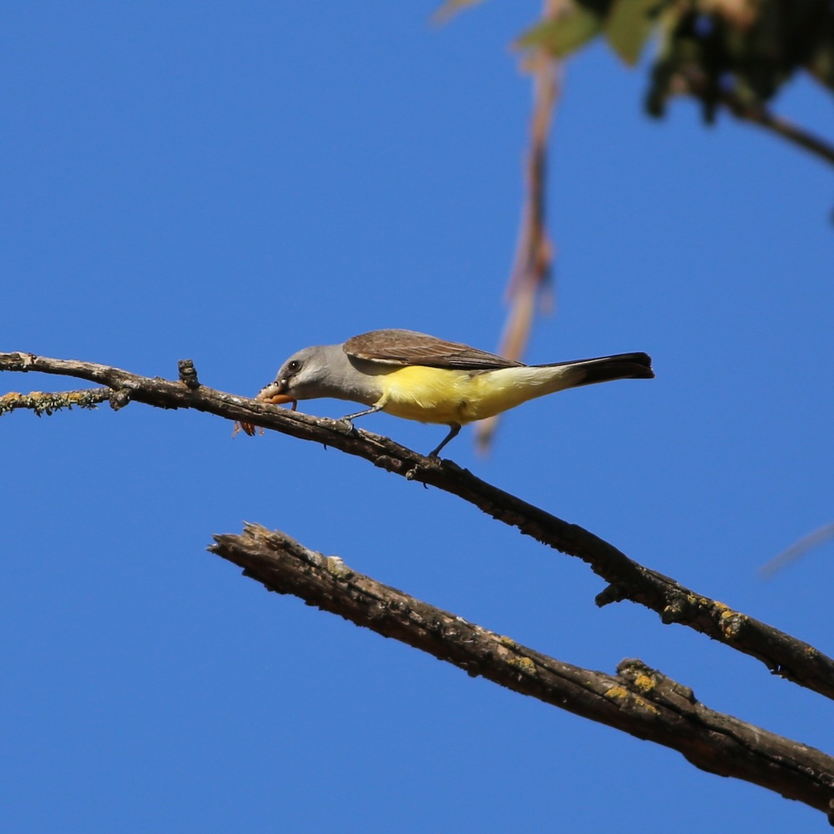 Western Kingbird - ML644722319
