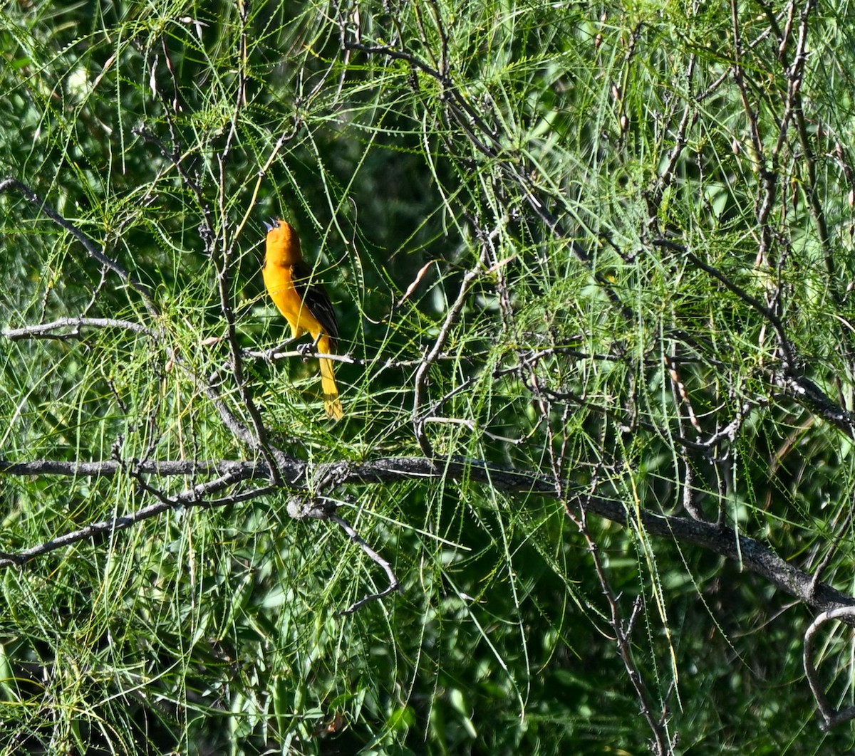 Altamira Oriole - ML644722329