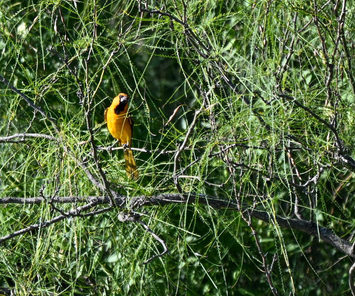 Altamira Oriole - ML644722330