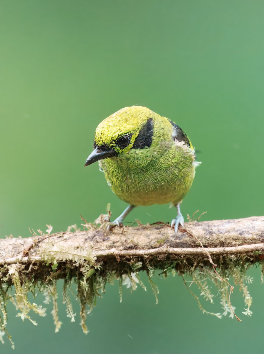 Emerald Tanager - ML644722331