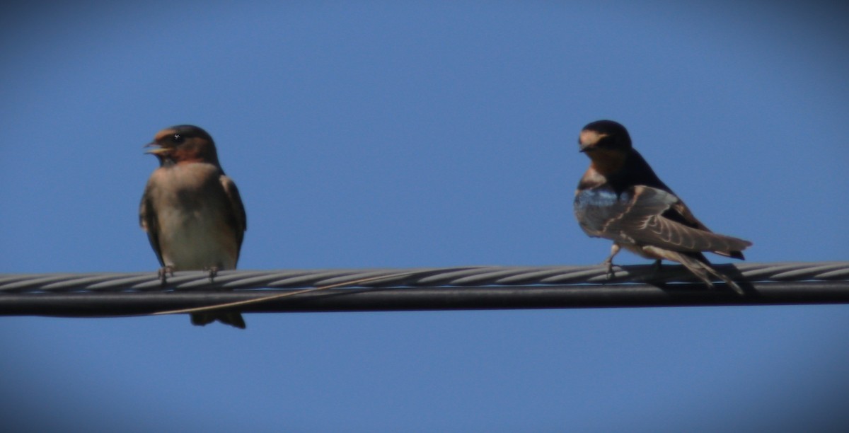 Golondrina Risquera - ML644722344