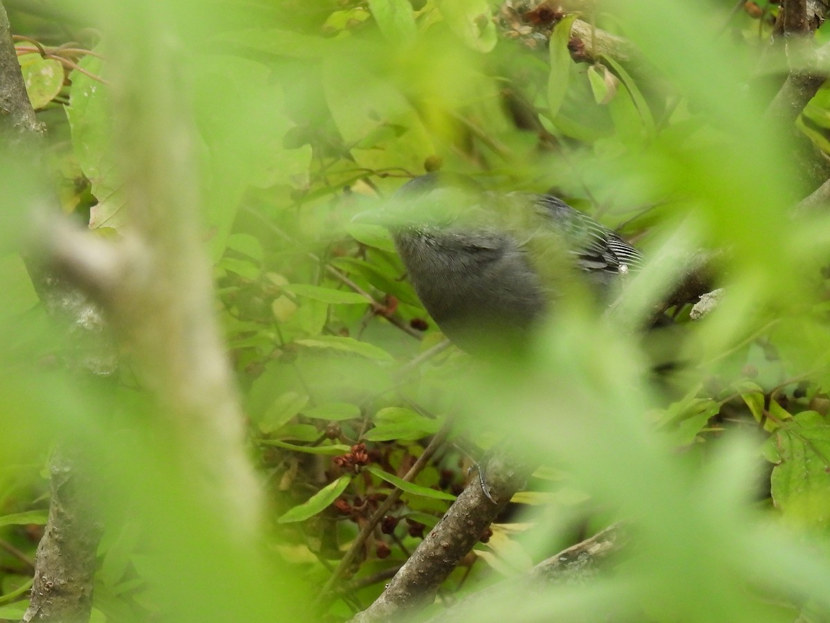 Miaulari grisa - ML644722345