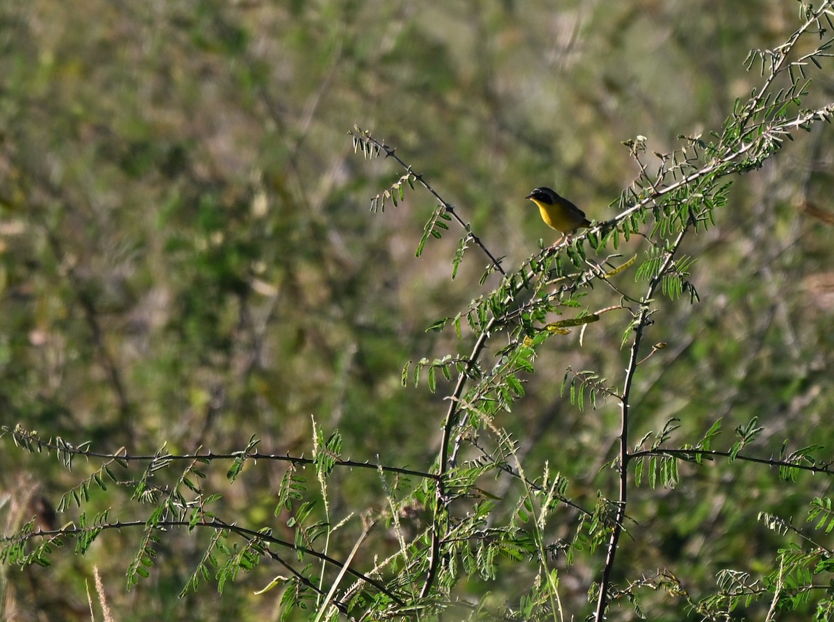 nordgulstrupe - ML644722349