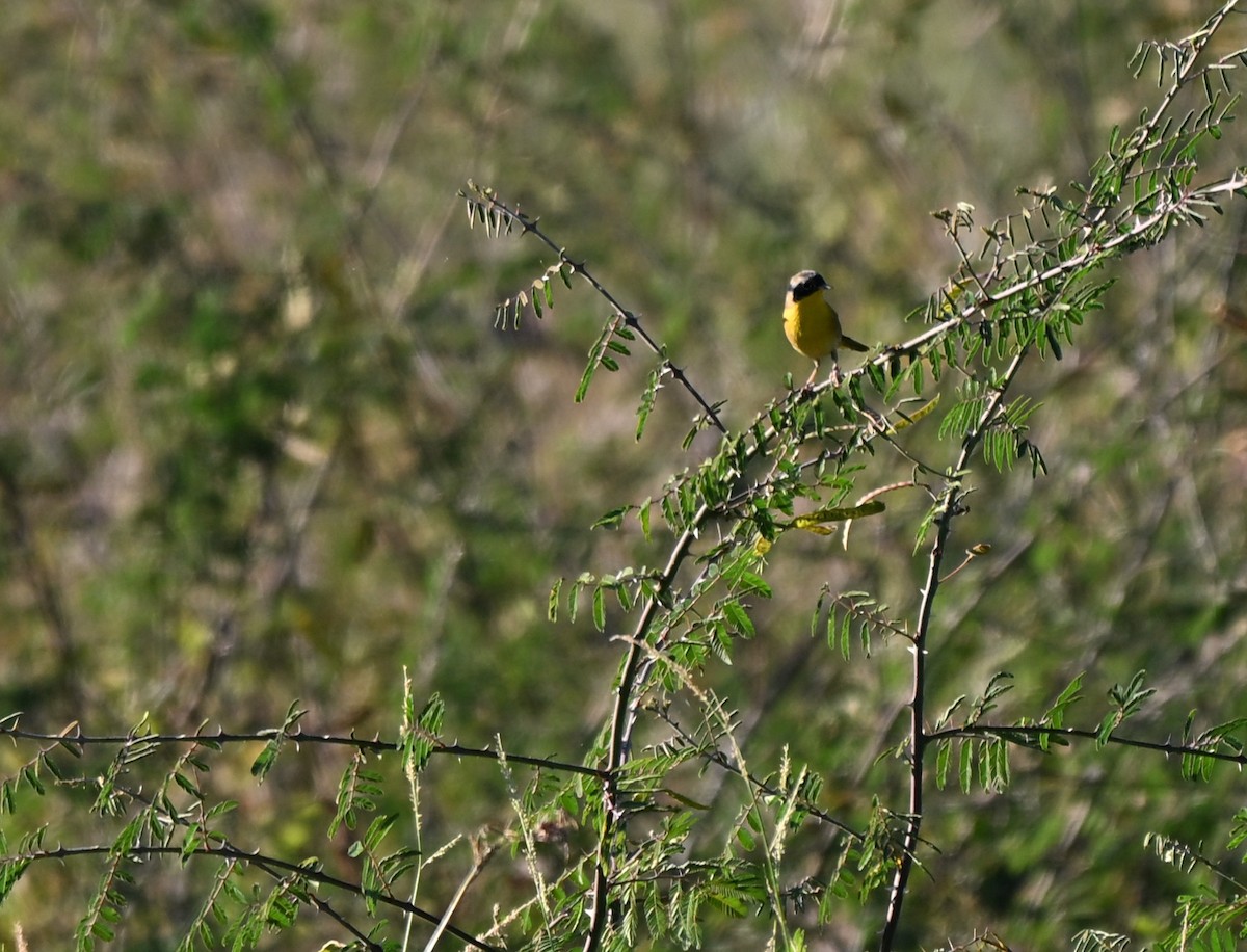 nordgulstrupe - ML644722350