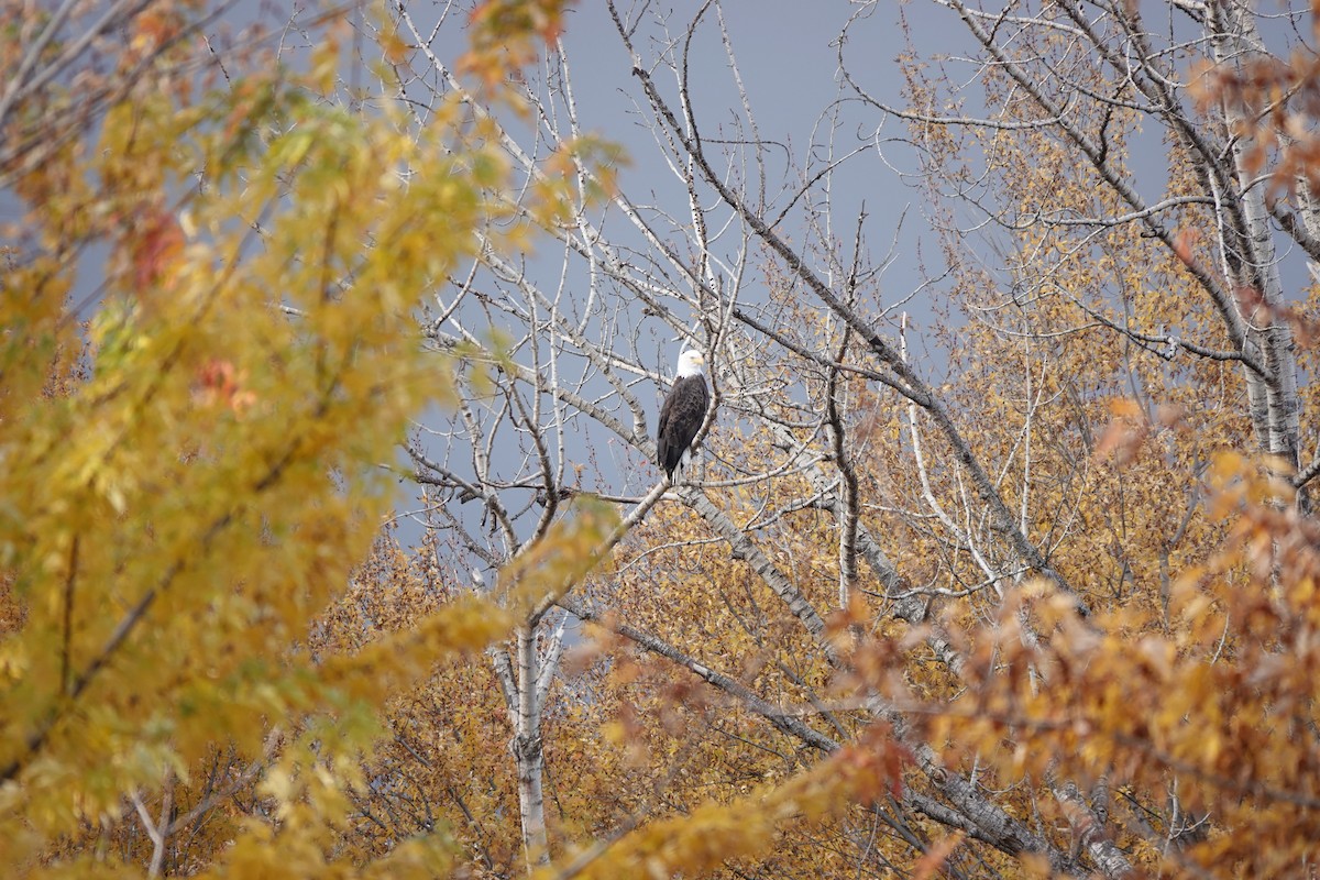Bald Eagle - ML644722351