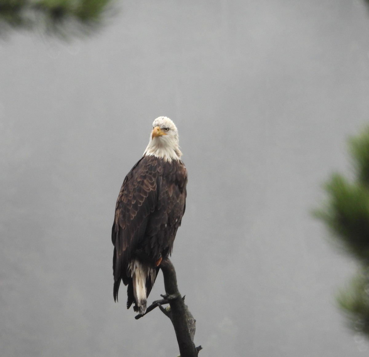 Bald Eagle - ML644722352