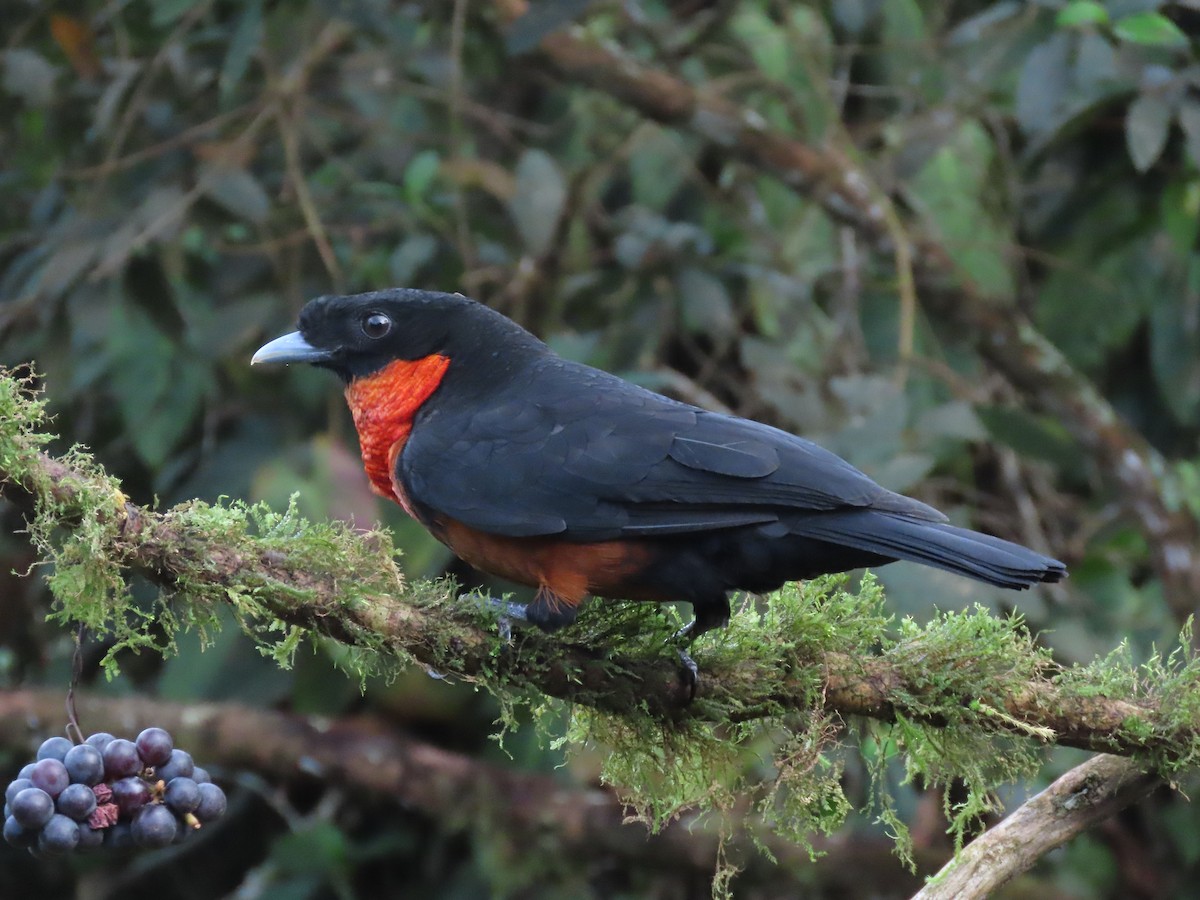 blodstrupekotinga - ML644722353