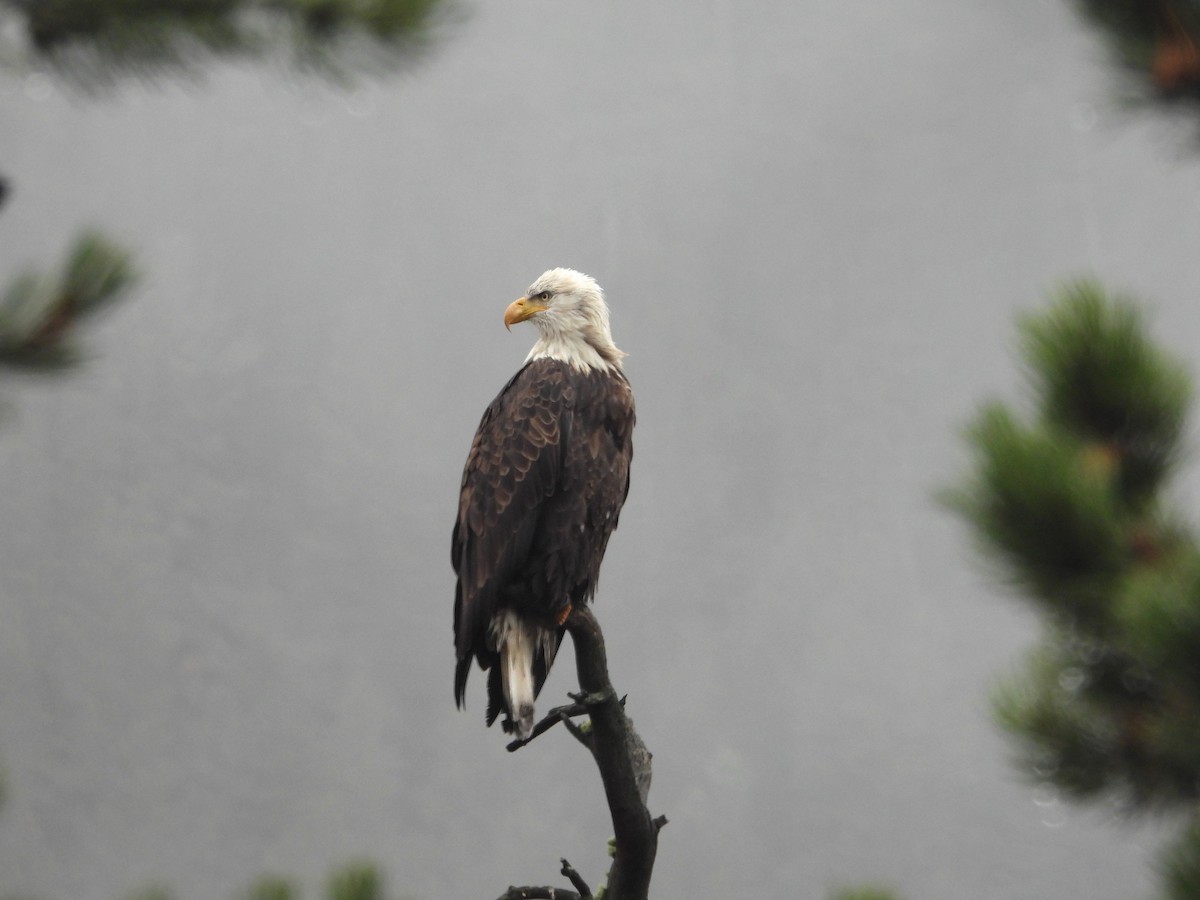 Bald Eagle - ML644722359