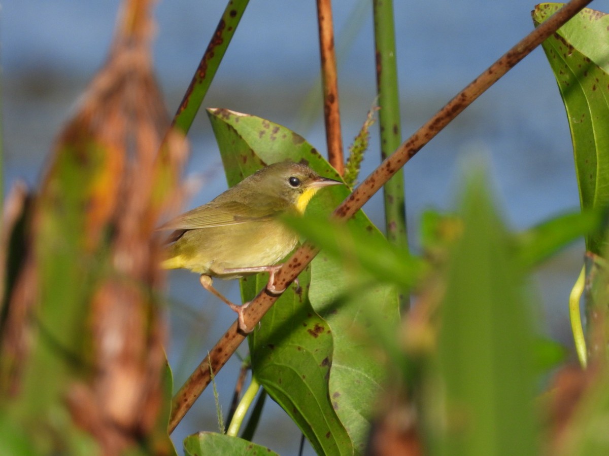 nordgulstrupe - ML644722369