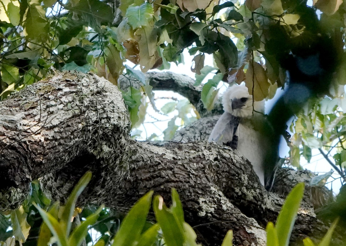 Harpy Eagle - ML644722371