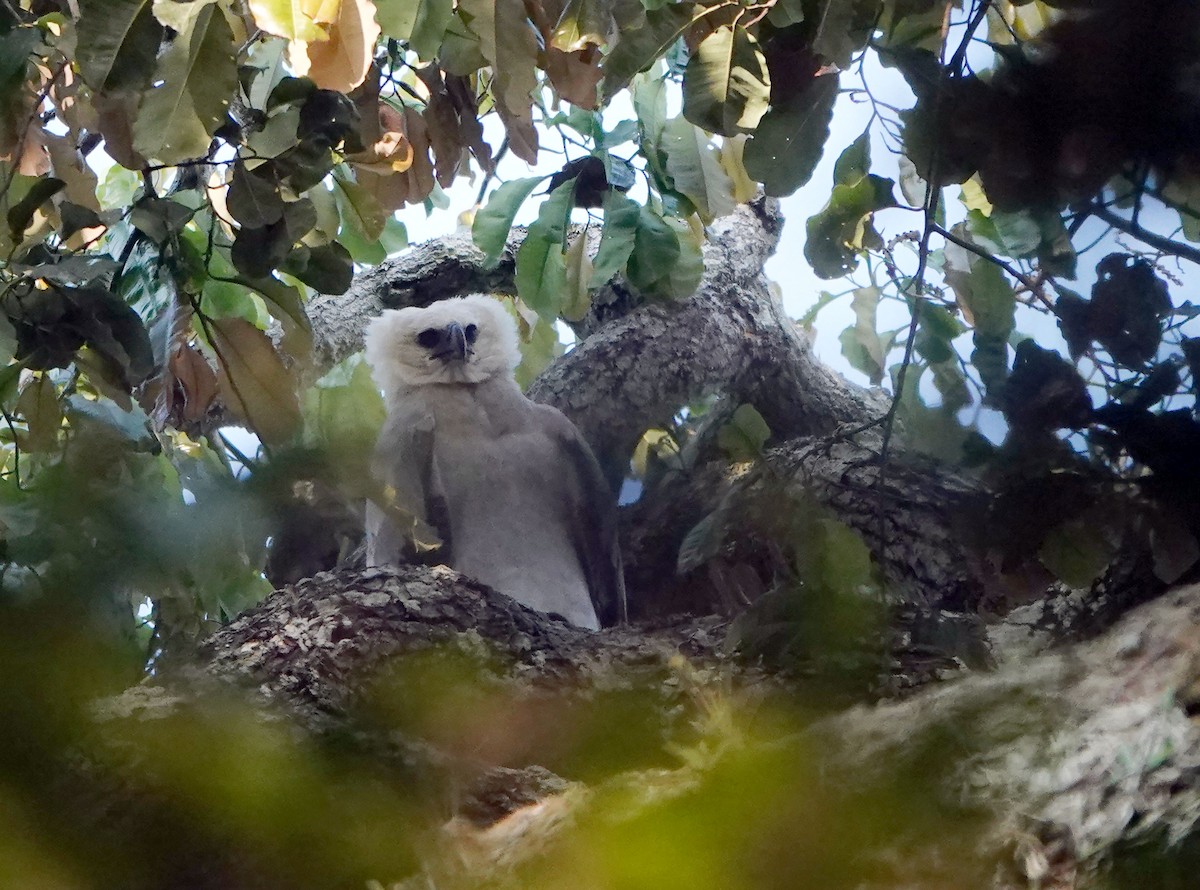 Harpy Eagle - ML644722372