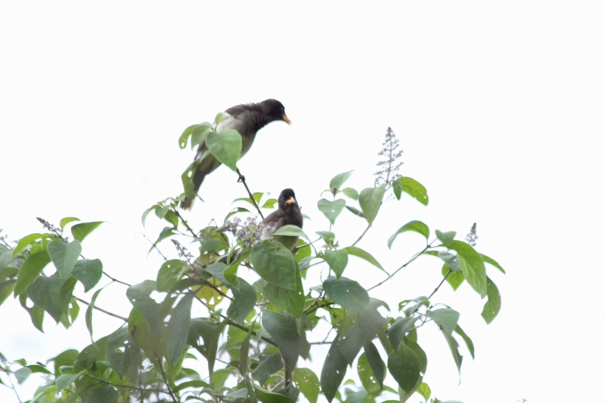 Brown Jay - ML644722373