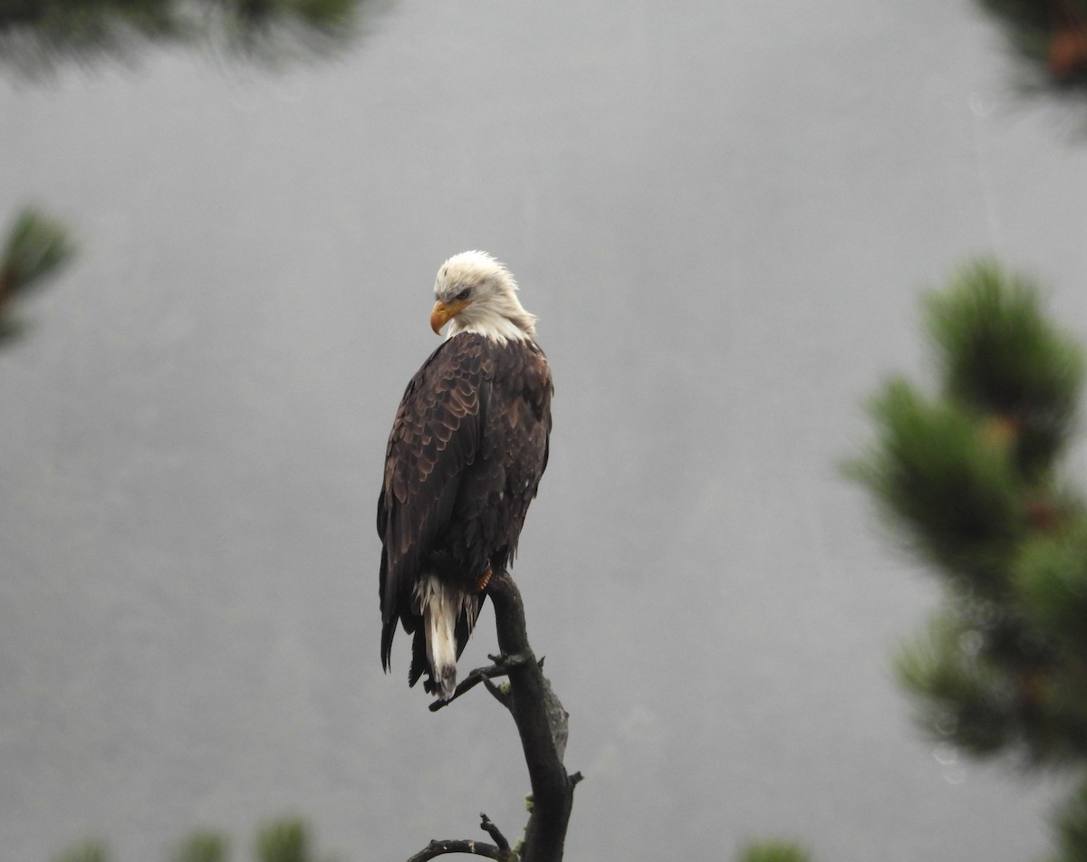 Bald Eagle - ML644722377