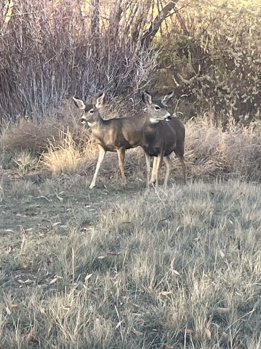 Animals - ML644722380