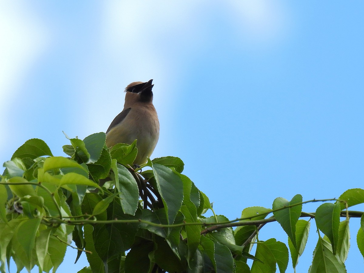 Cedar Waxwing - ML644722386