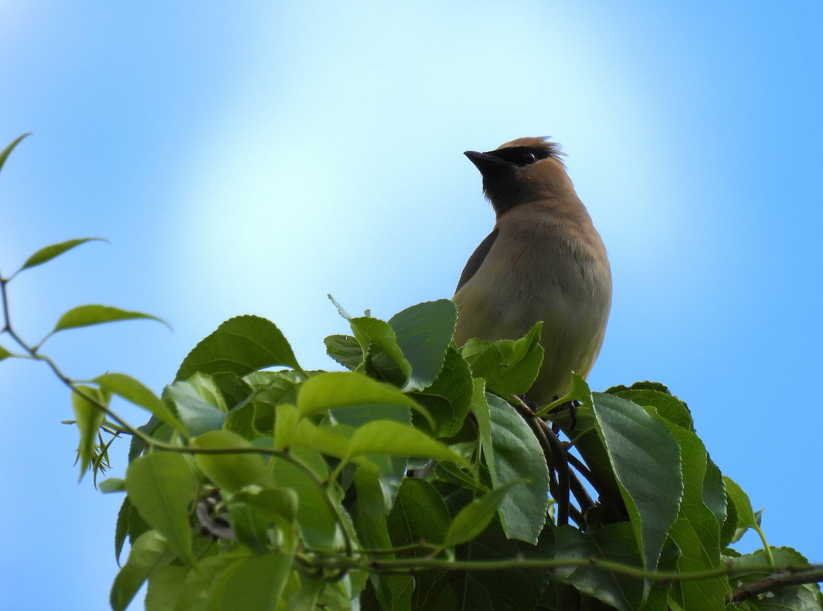 Cedar Waxwing - ML644722388