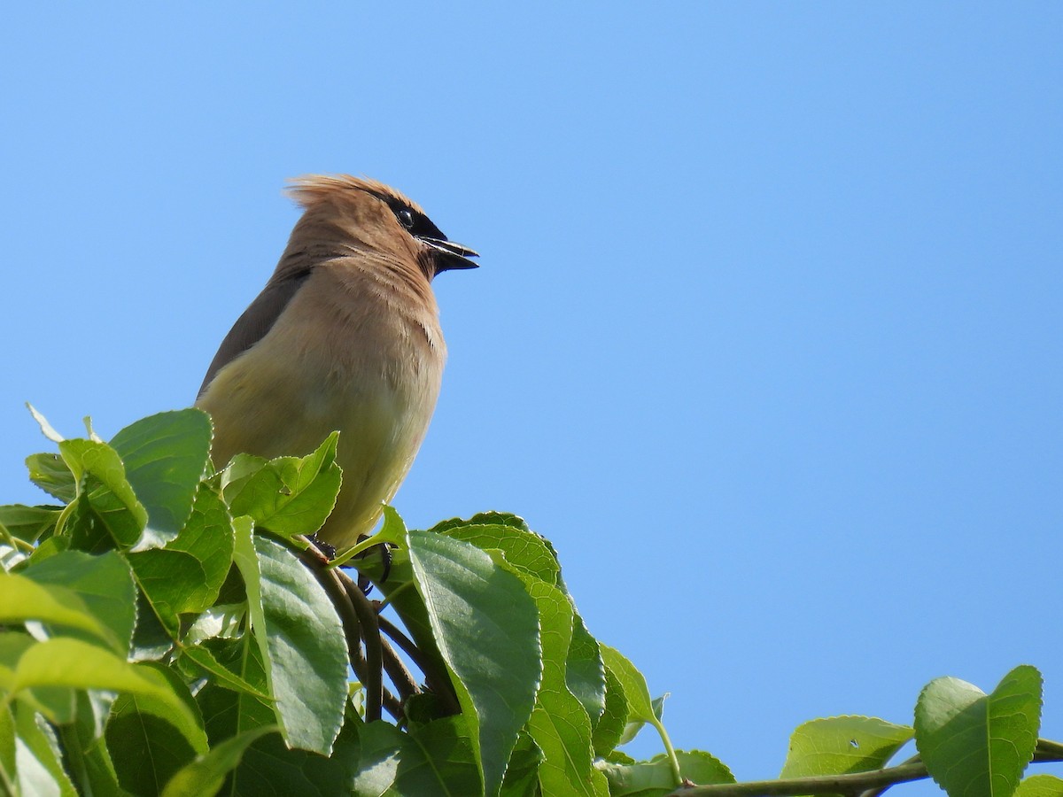 Cedar Waxwing - ML644722389