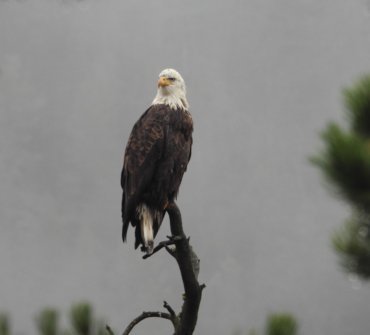 Bald Eagle - ML644722392