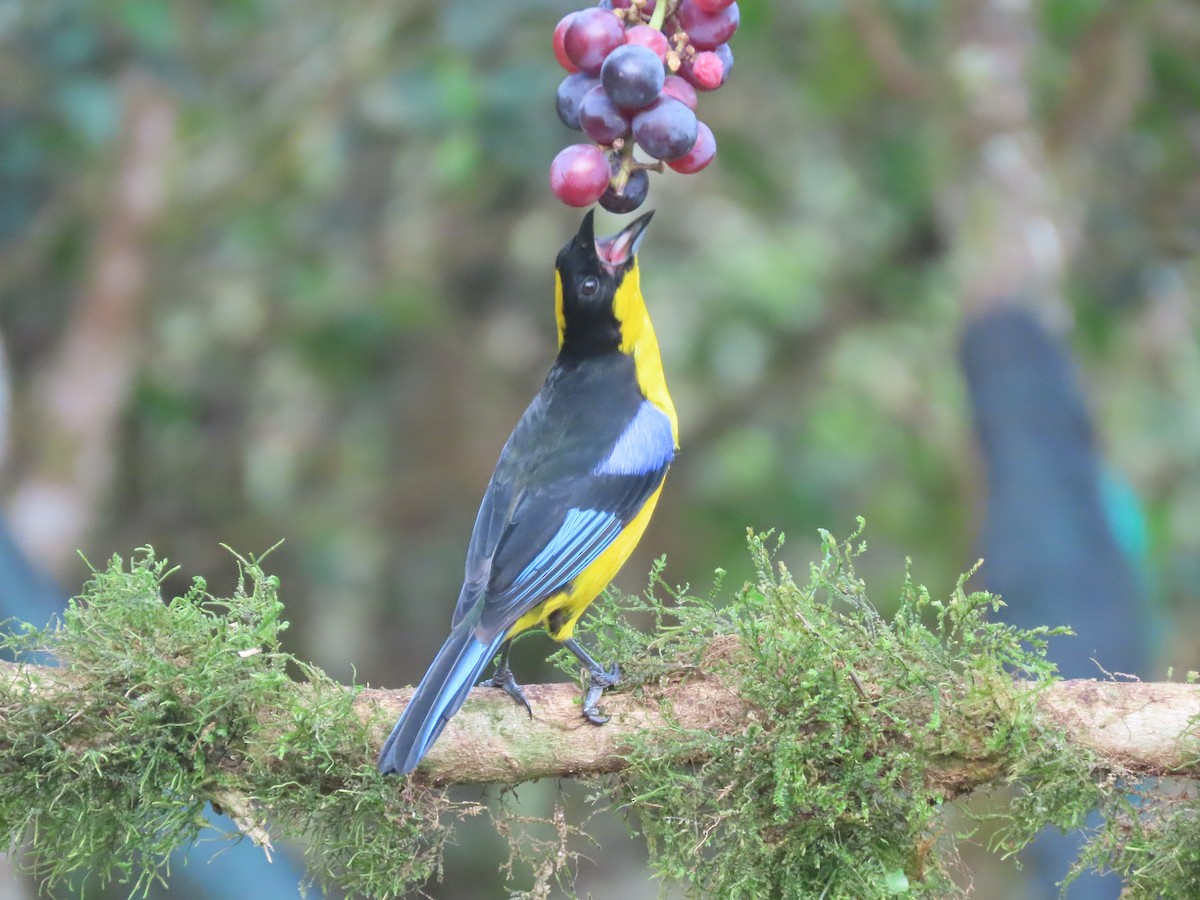 blåvingetanagar - ML644722397