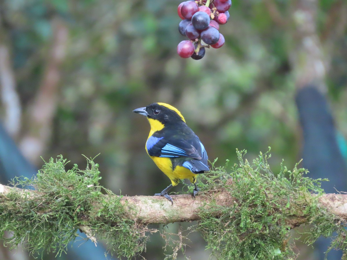 blåvingetanagar - ML644722398