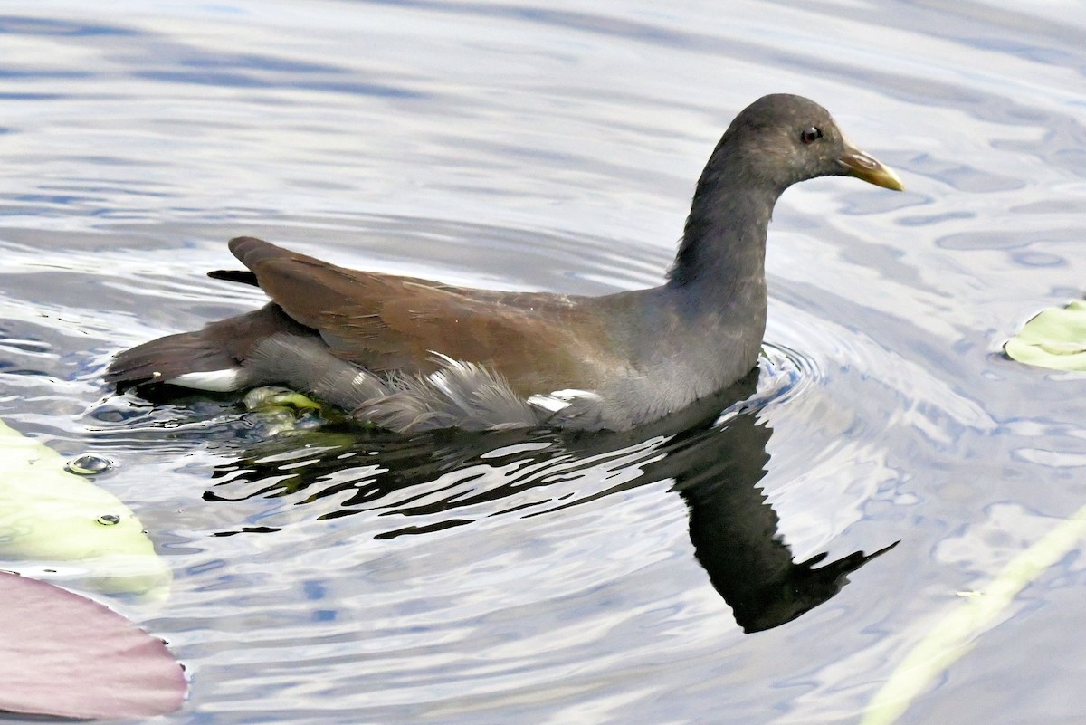 アメリカバン - ML644722399