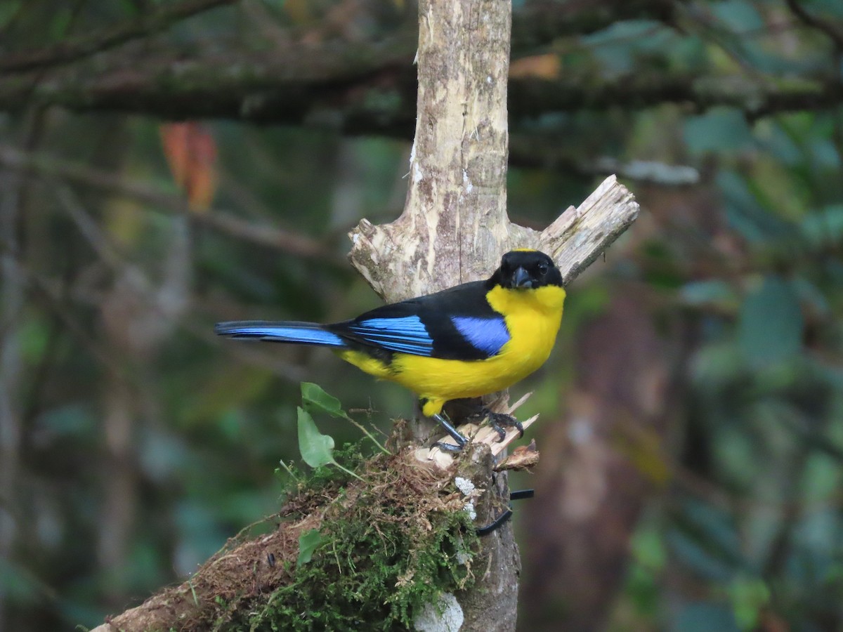 blåvingetanagar - ML644722400