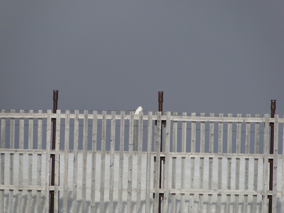 Snowy Owl - ML644722402