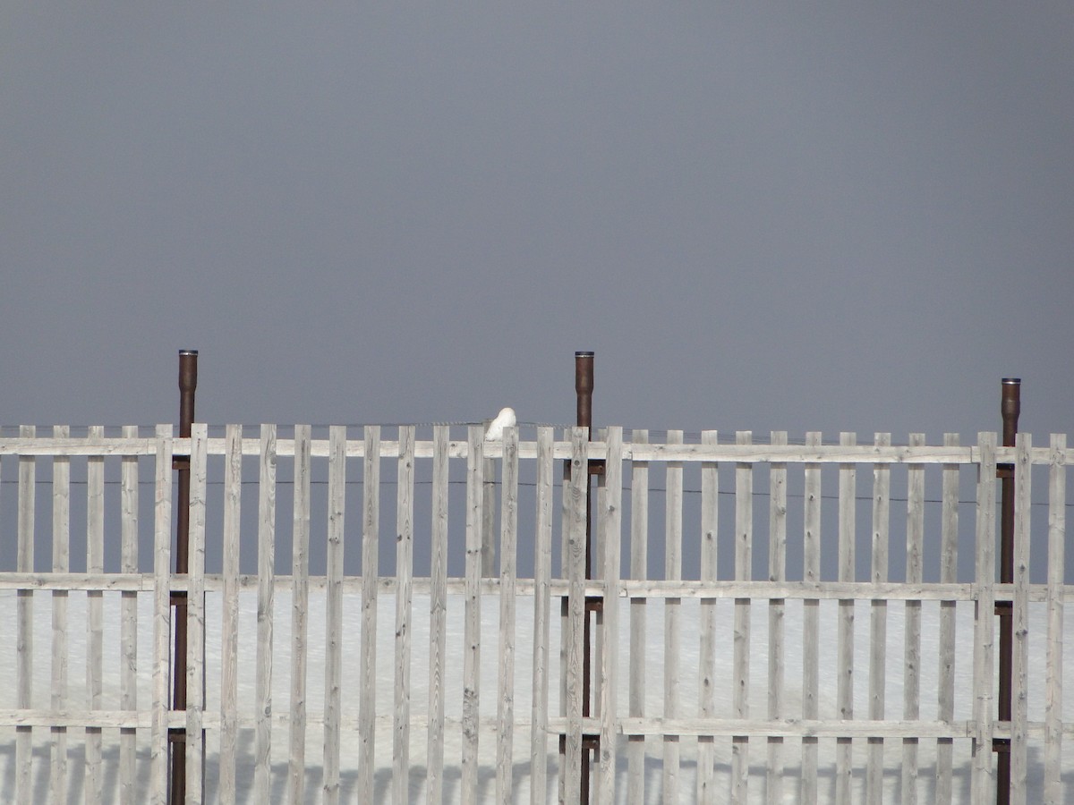Snowy Owl - ML644722403