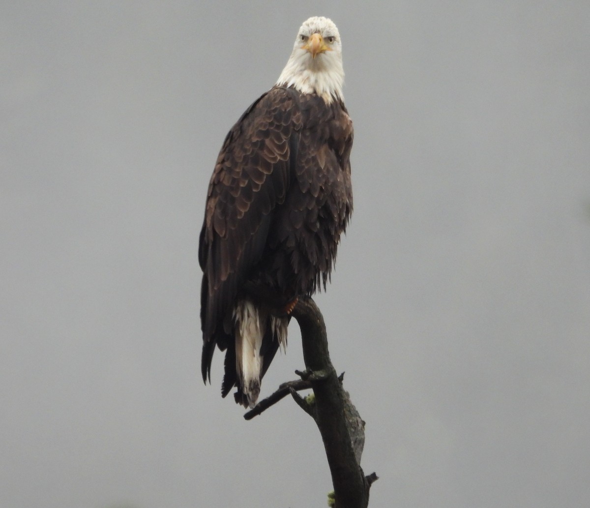 Bald Eagle - ML644722409
