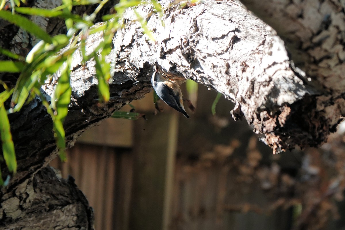 Red-breasted Nuthatch - ML644722422