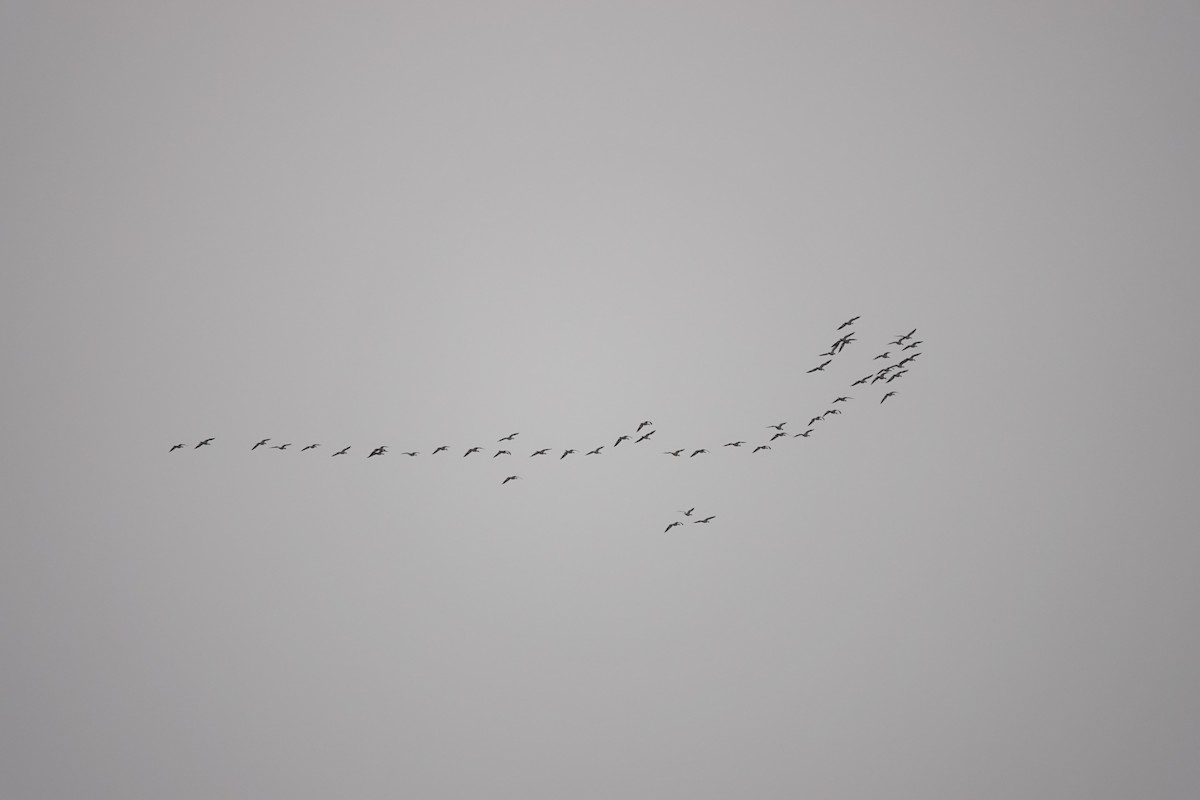 Snow Goose - ML644722428