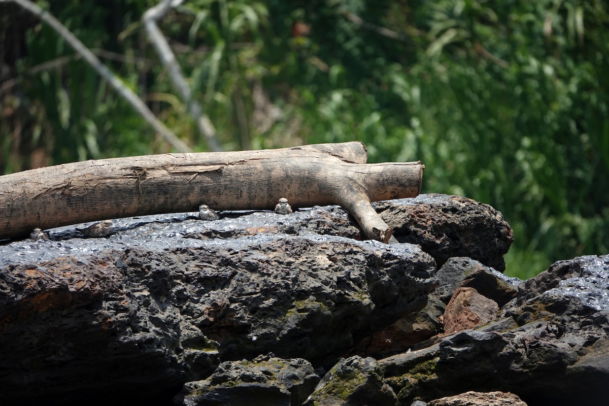 Sand-colored Nighthawk - ML644722430