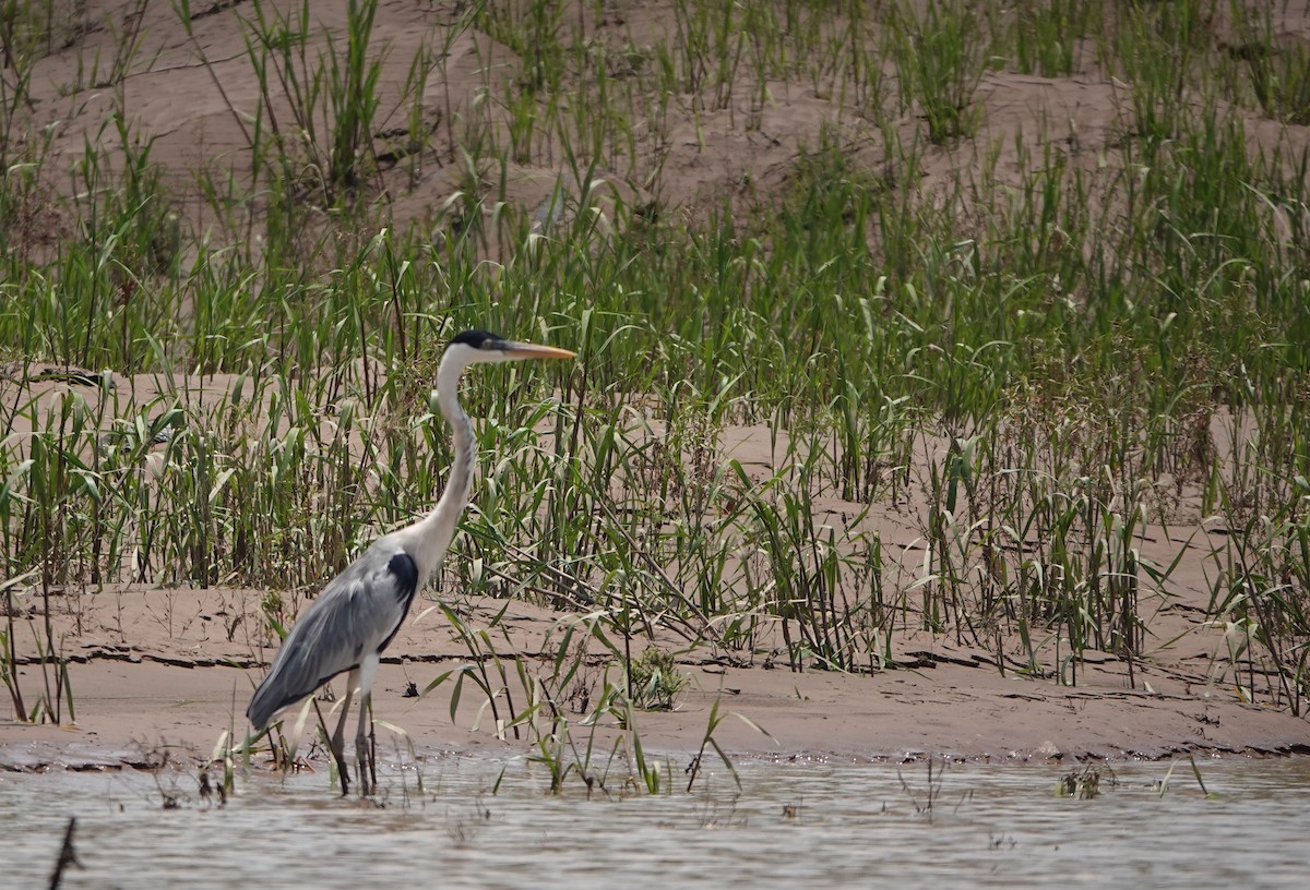 Cocoi Heron - ML644722444