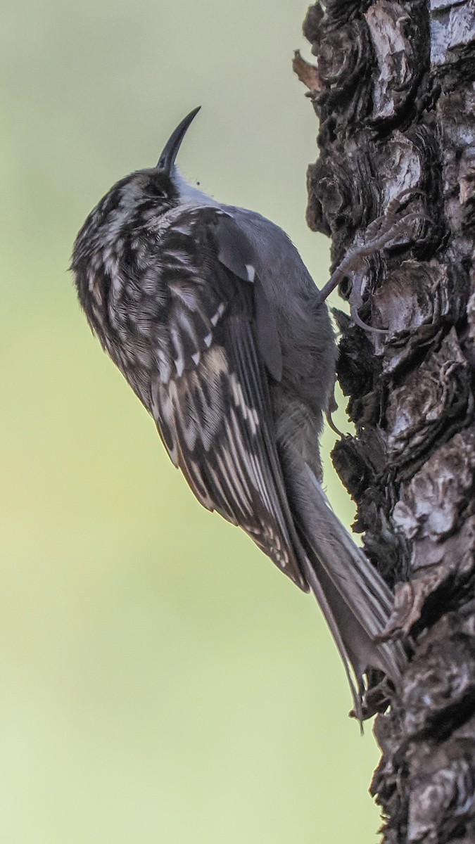 Brown Creeper - ML644722451