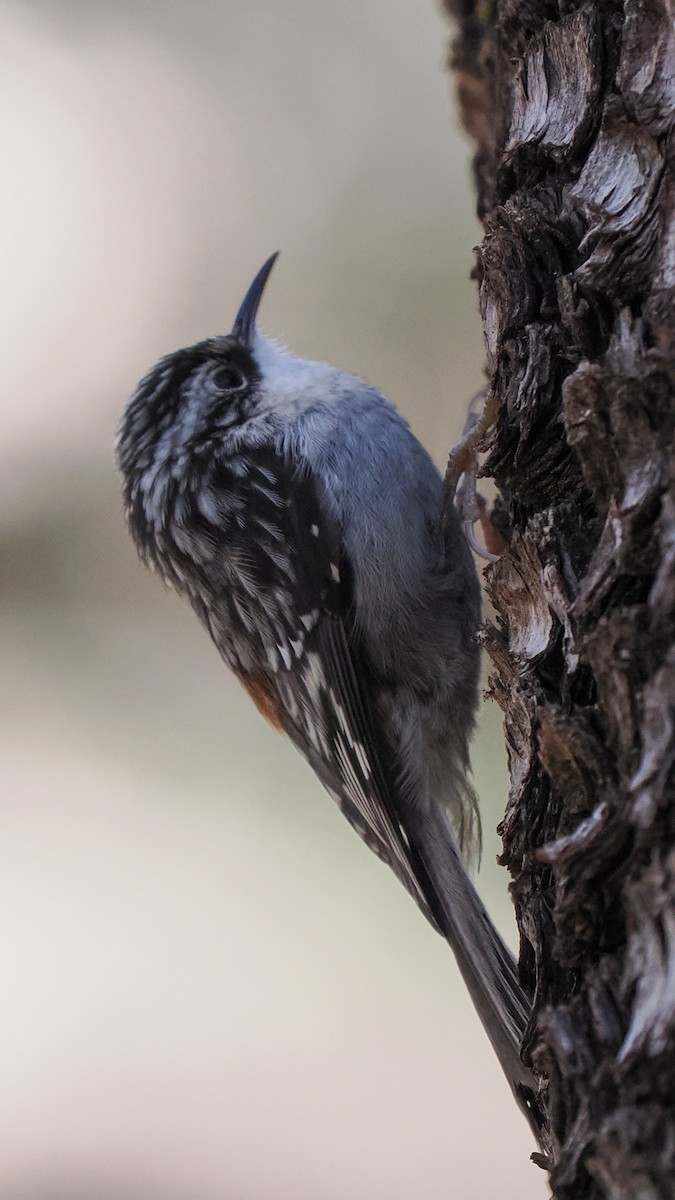 Brown Creeper - ML644722452